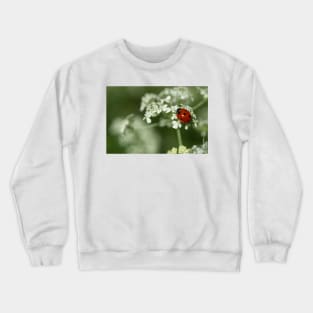 Ladybug & Hemlock Crewneck Sweatshirt